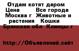 Отдам котят даром › Цена ­ 10 - Все города, Москва г. Животные и растения » Кошки   . Брянская обл.,Клинцы г.